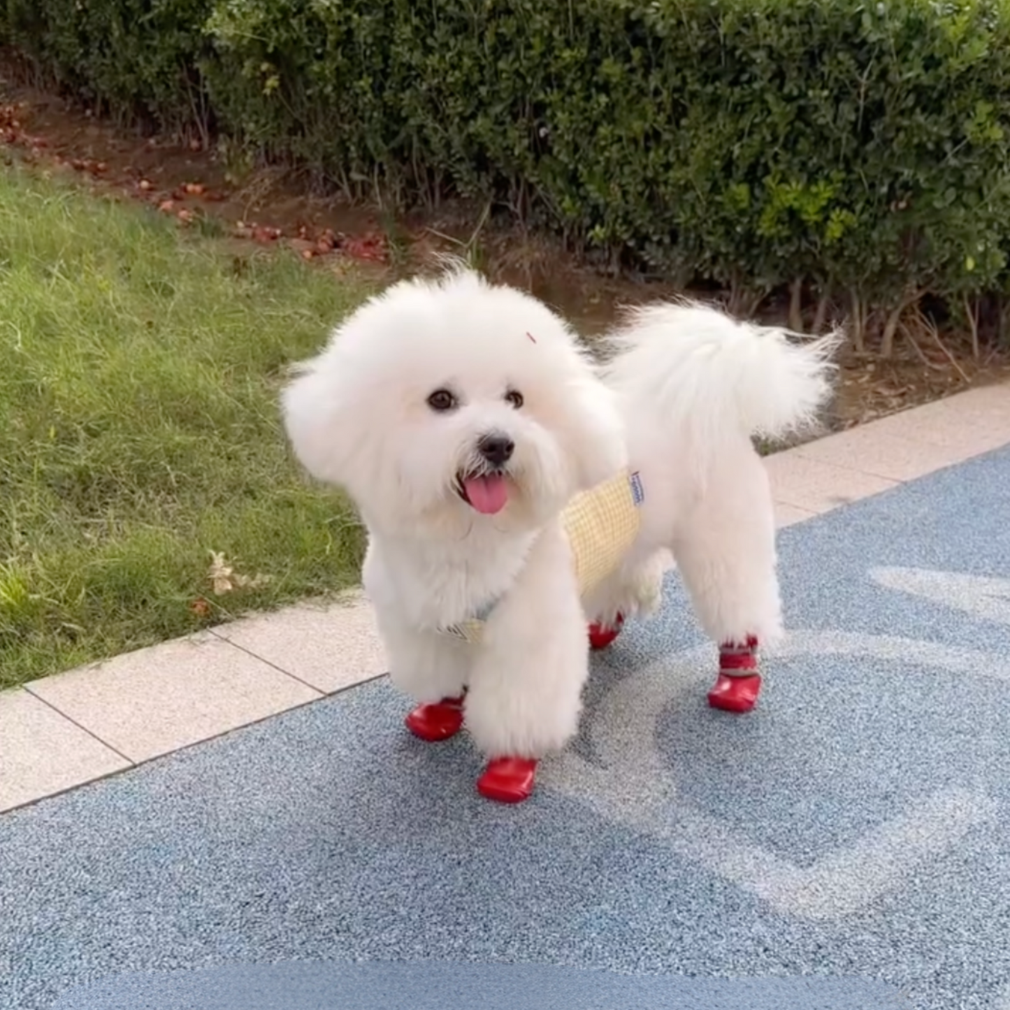 Chewie Cozy Waterproof Shoes