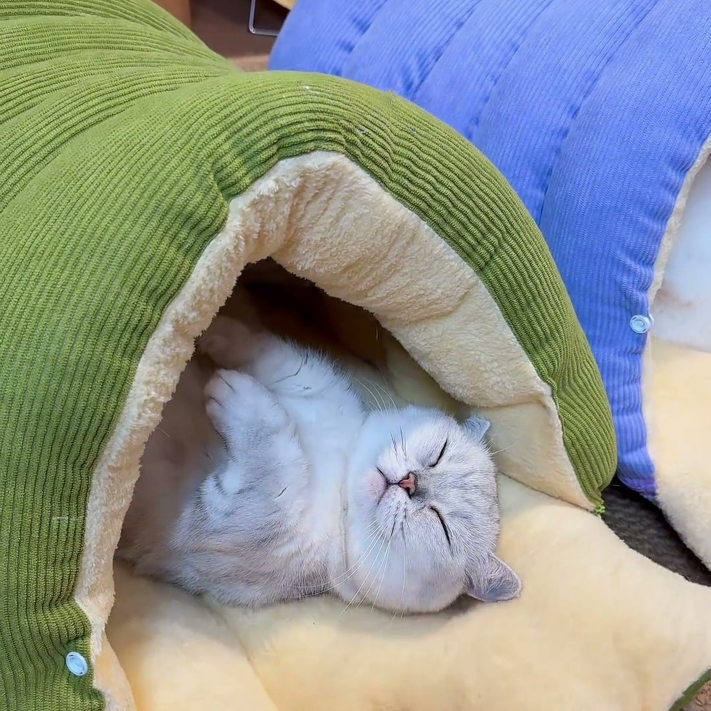 Chewie Viral Cat Cave