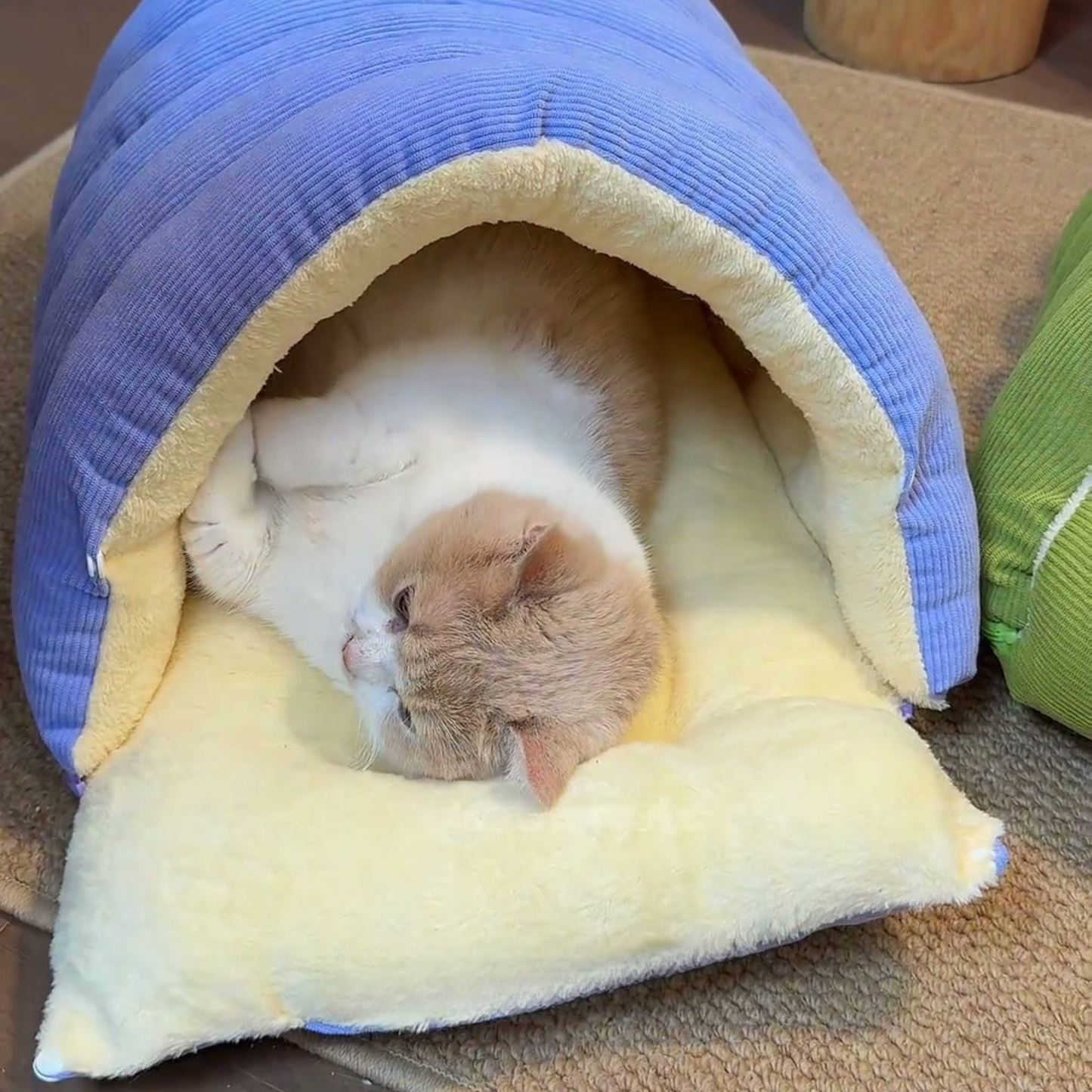 Chewie Viral Cat Cave