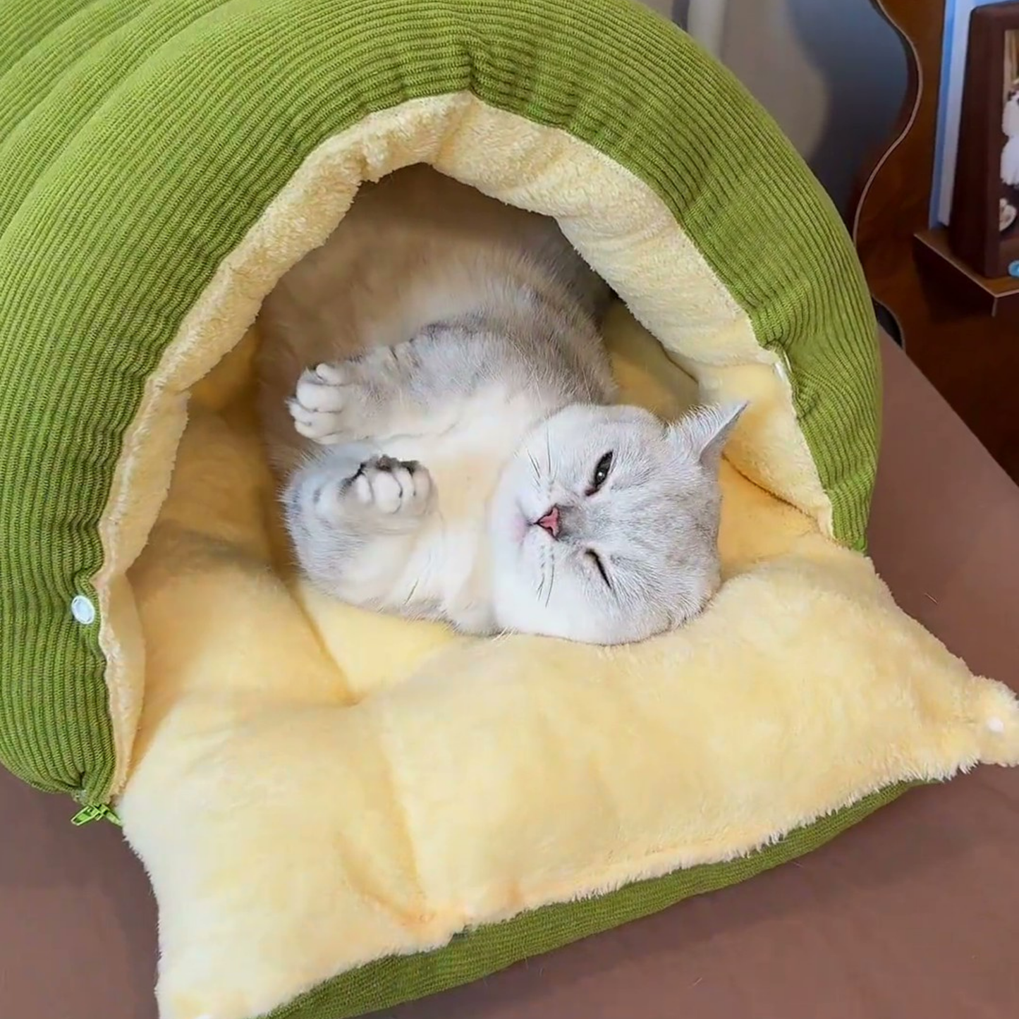 Chewie Viral Cat Cave