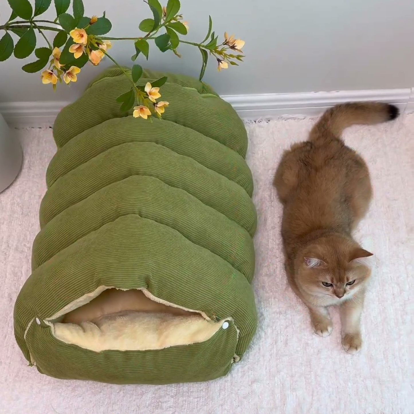 Chewie Viral Cat Cave