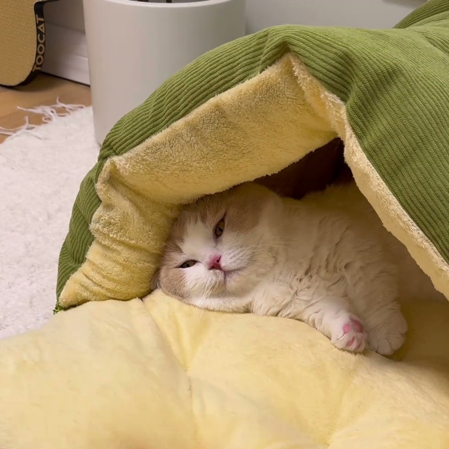 Chewie Viral Cat Cave
