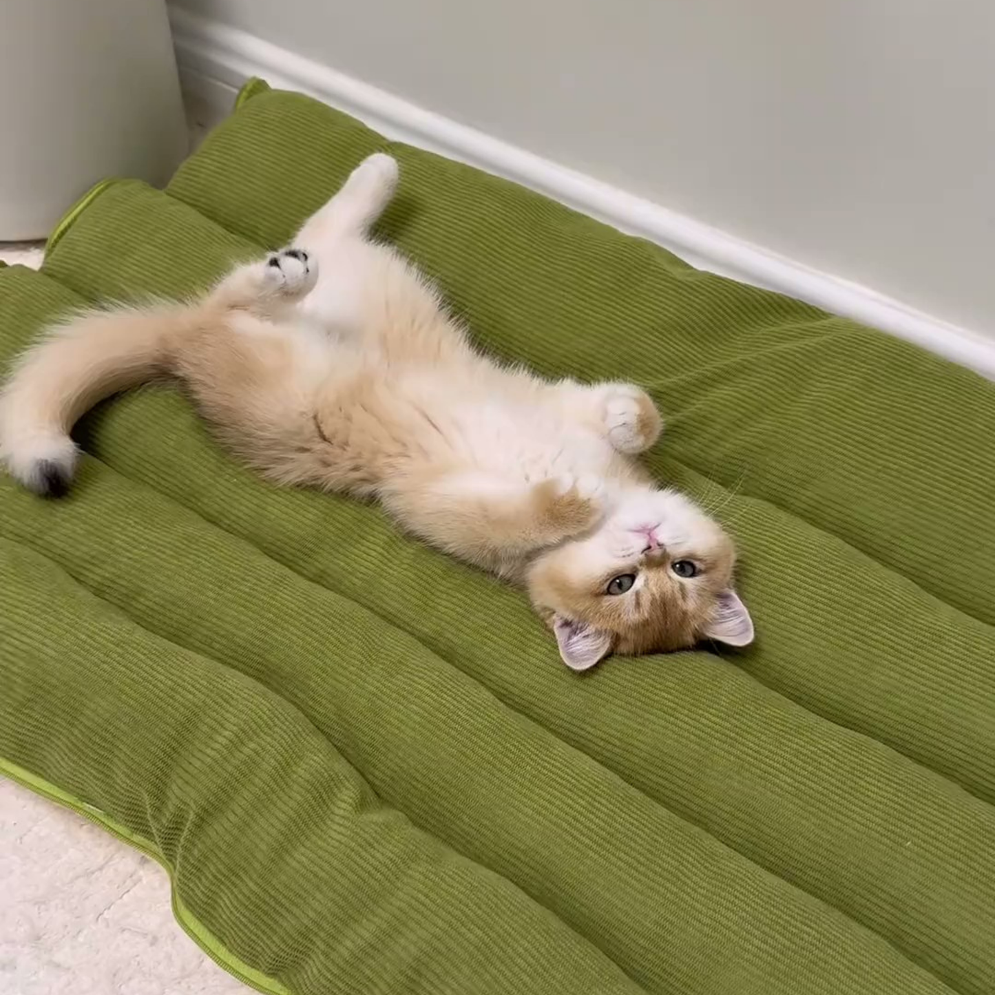 Chewie Viral Cat Cave