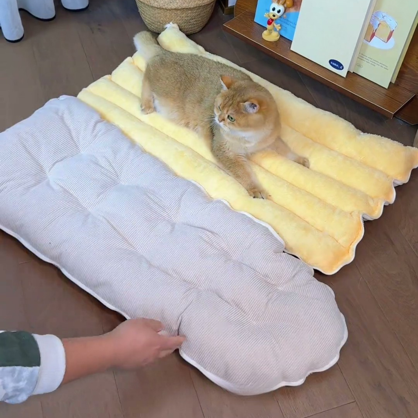 Chewie Viral Cat Cave