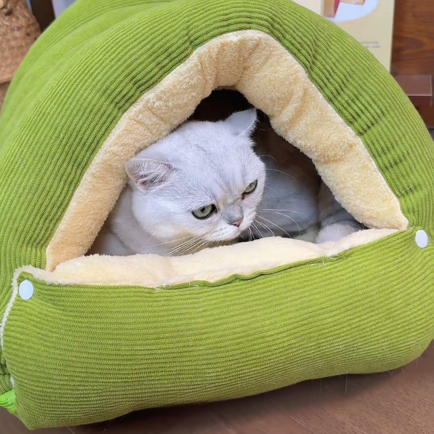 Chewie Viral Cat Cave