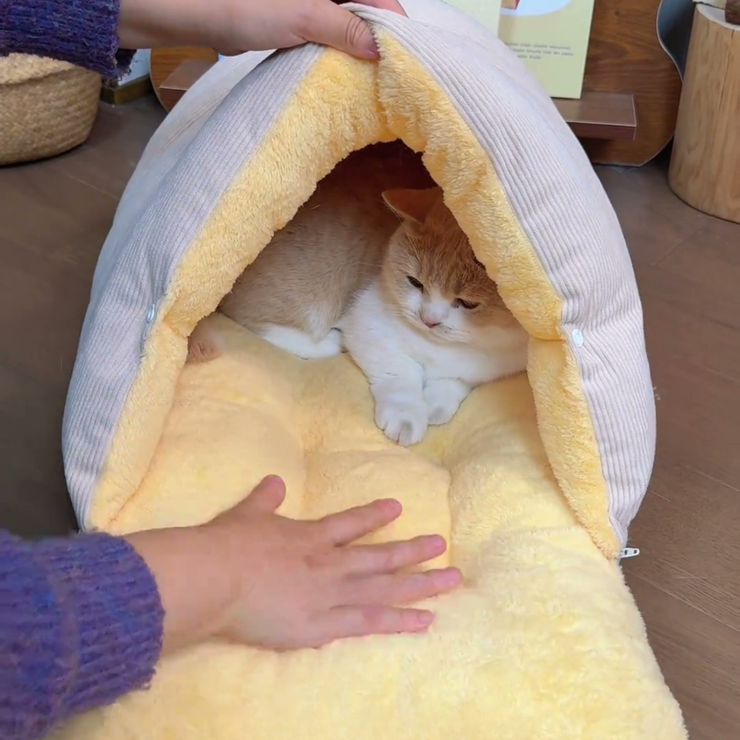 Chewie Viral Cat Cave