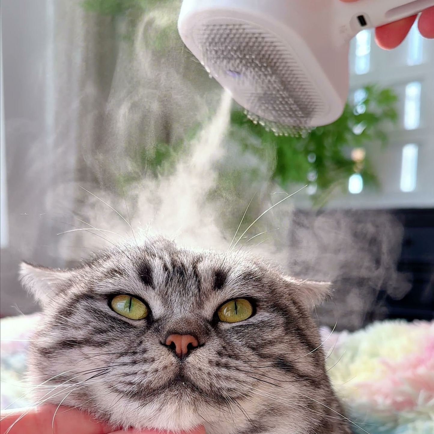 Chewie Viral Steam Brush